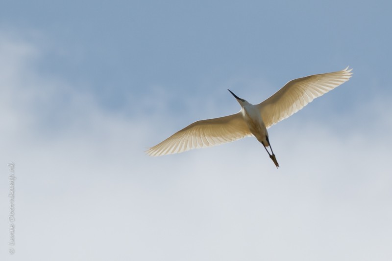 20160428-kleinezilverreiger