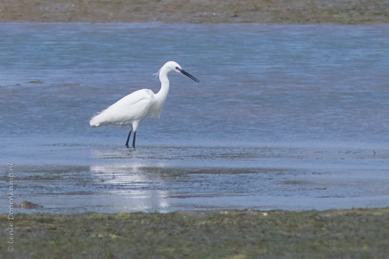 20160429-kleinezilverreiger