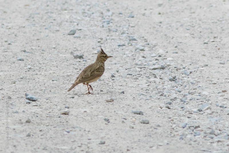 20160429-kuifleeuwerik