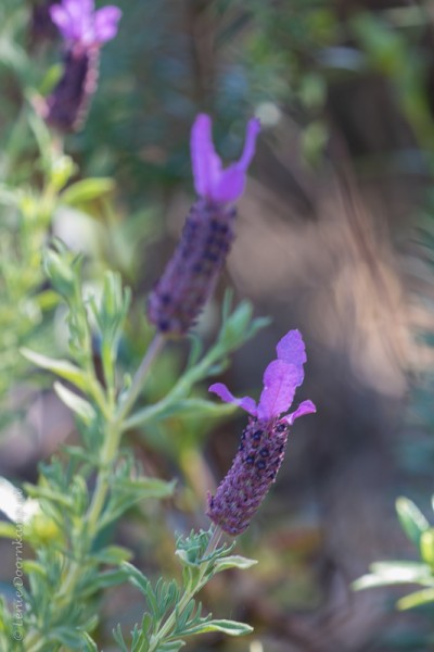 20160501-lavendel