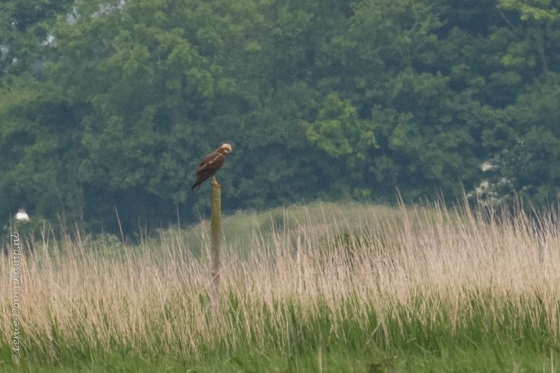 20160528-bruinekiekendiefvr