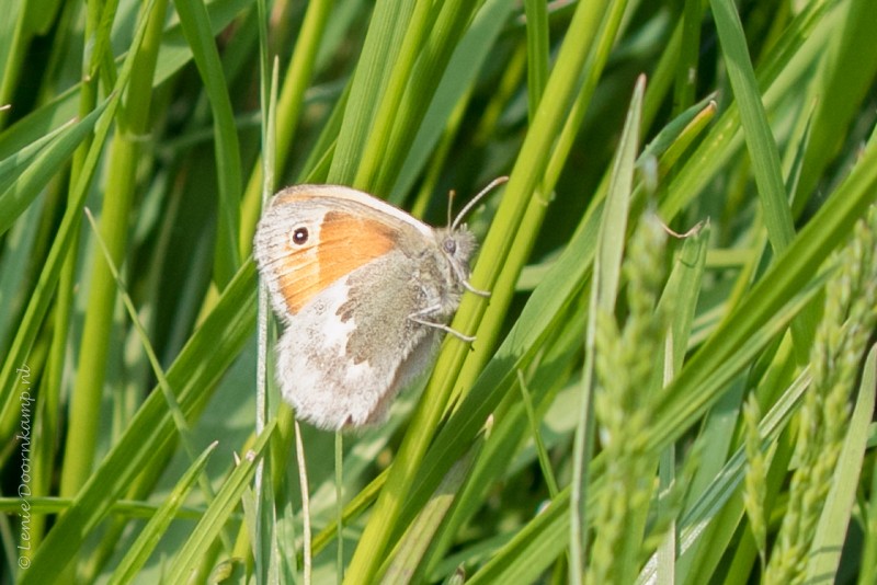 20160528-hooibeestje