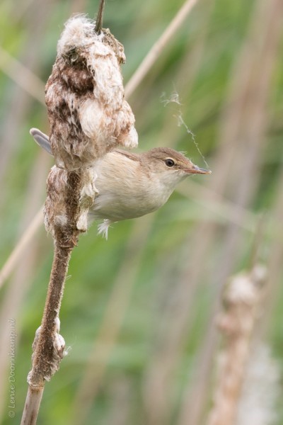 20160529-kleinekarekiet