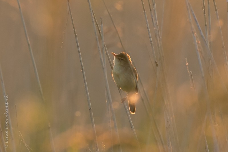 20160531-kleinekarekiet