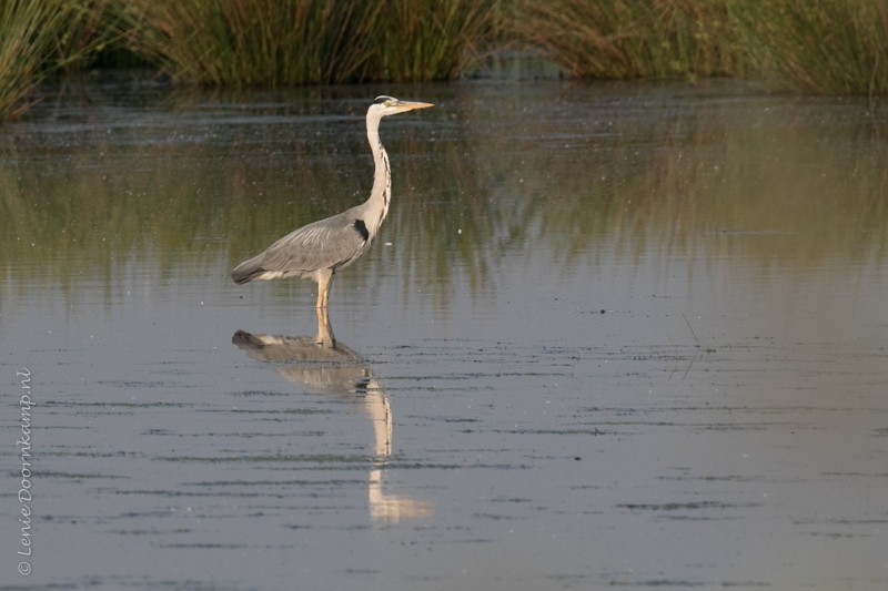 20160604-blauwereiger