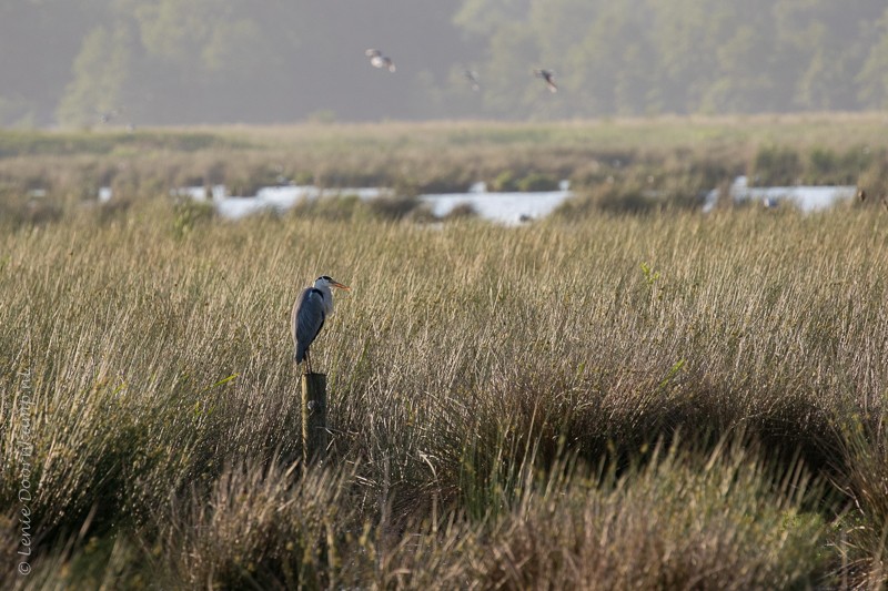 20160605-blauwereiger