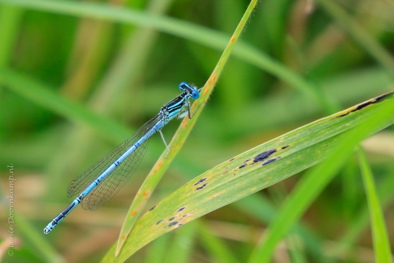 20160802-blauwebreedscheenjufferman