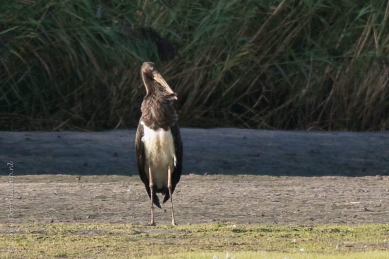 20160821-zwooievaarjuv