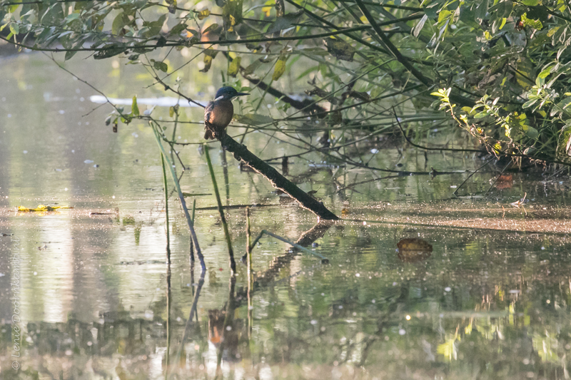 20160824-ijsvogel-2