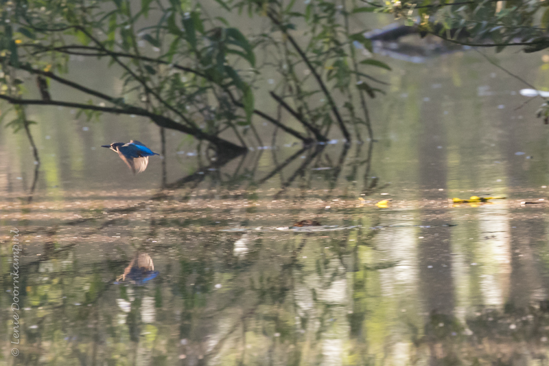 20160824-ijsvogel