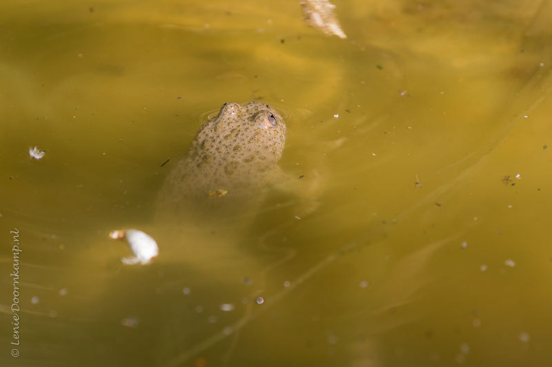 20160910-geelbuikvuurpad