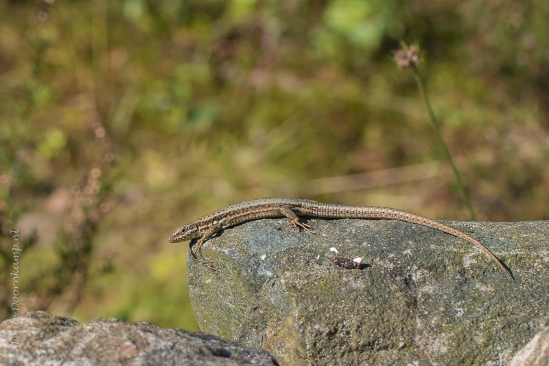 20160910-hagedis-2