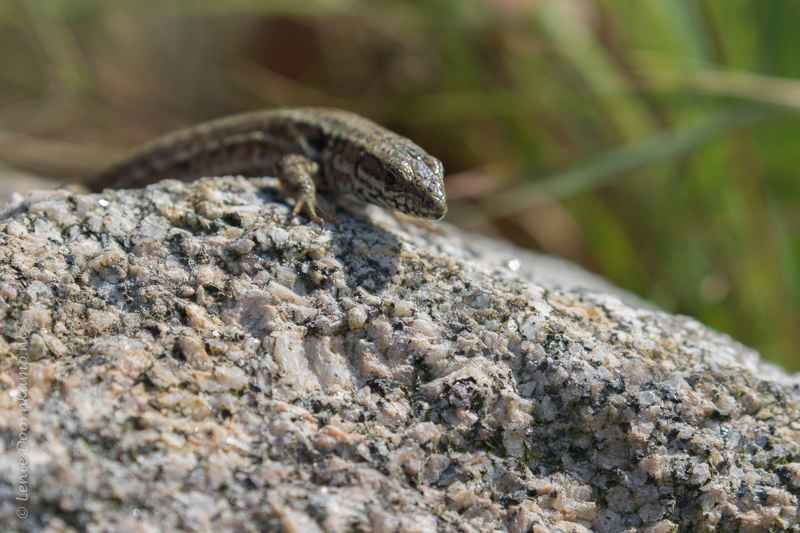 20160910-hagedis-4