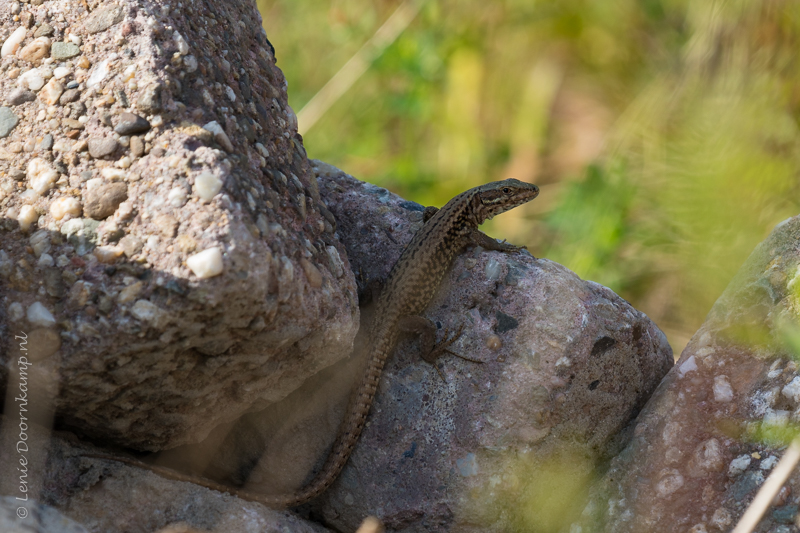 20160910-hagedis-5