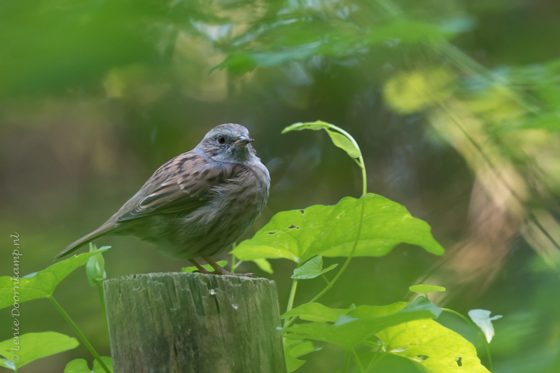 20160910-heggenmus