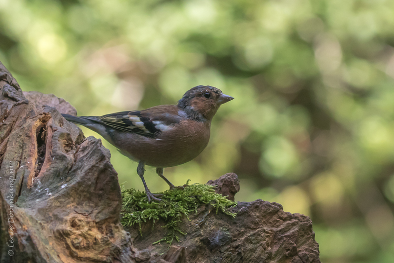 20160910-vink