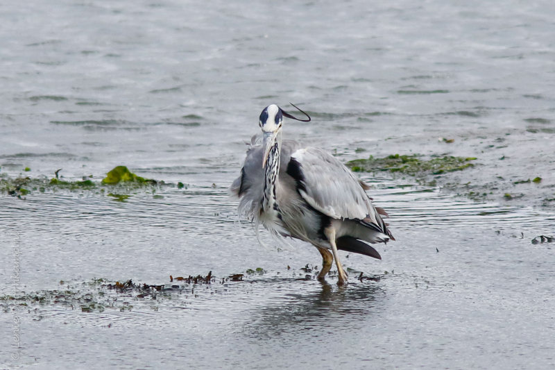 20161011-blauwereiger