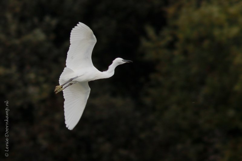 20161011-kleinezilverreiger