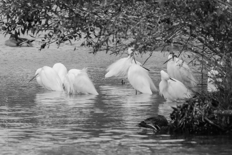 20161011-kleinezilverreigers