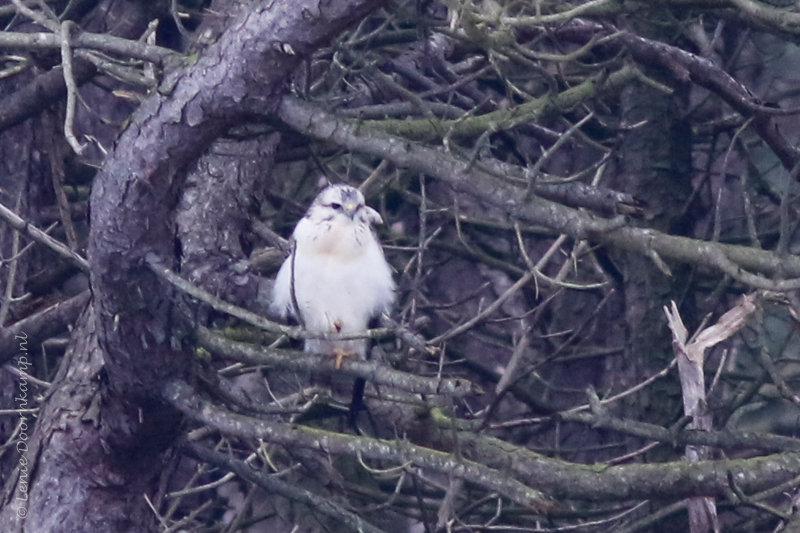 20161013-buizerd