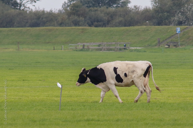 20161013-koereiger