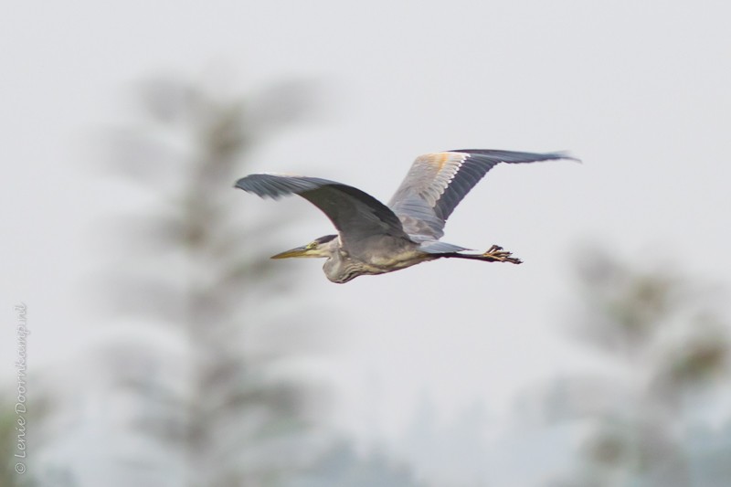 20161026-blauwereiger