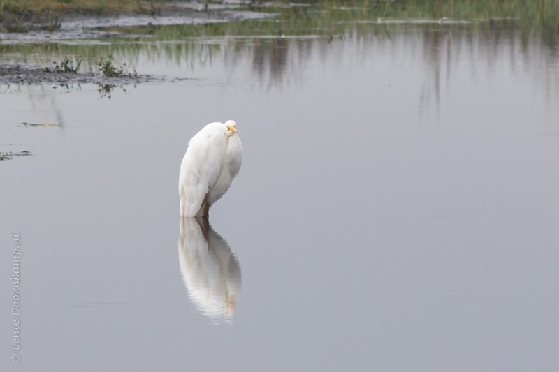 20161026-grotezilverreiger