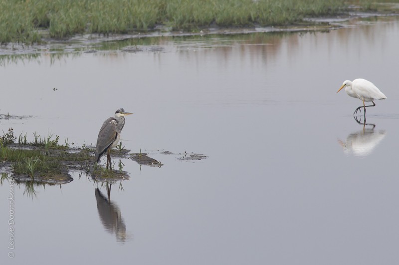 20161026-reigers