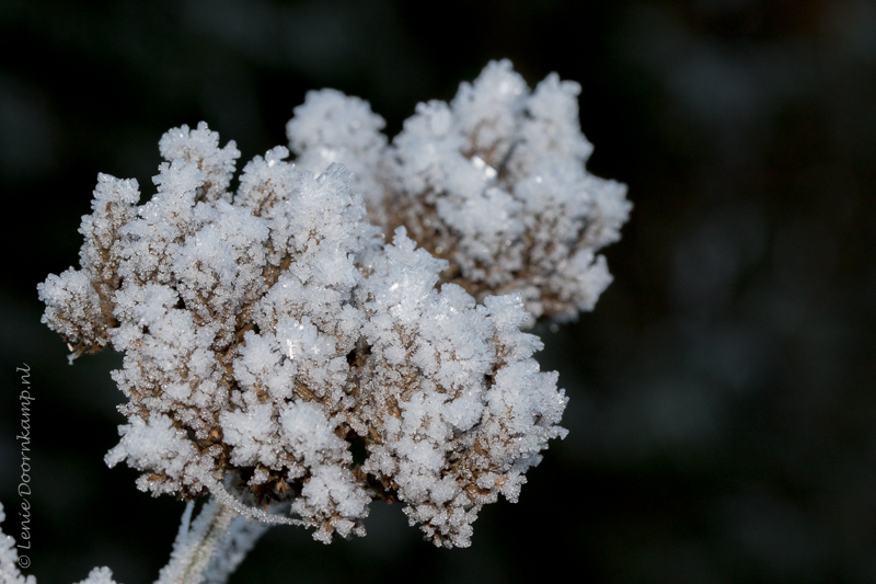 20161205-verbena