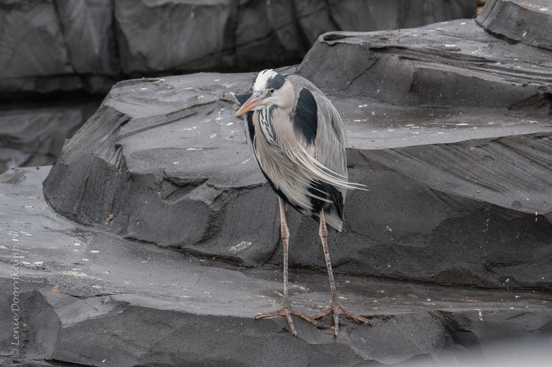 20161222-blauwereiger