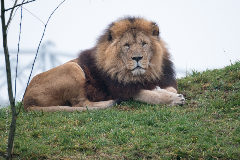 20161222-leeuw