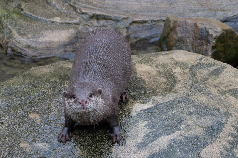 20161222-otter-2