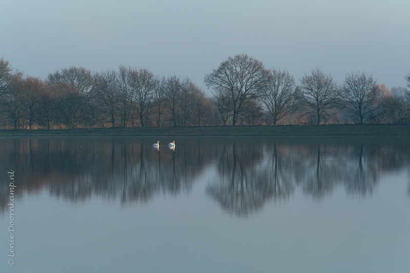 20161229-knobbelzwanen