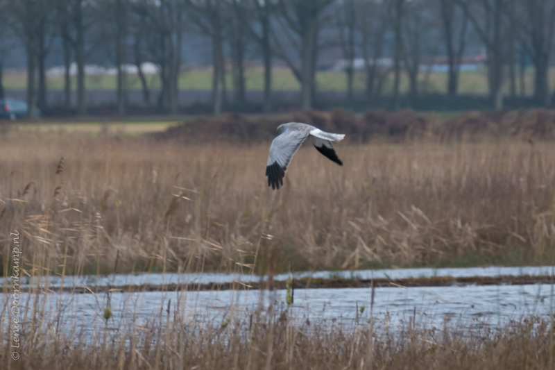 20170103-blauwekiekendiefman