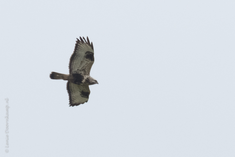 20170103-ruigpootbuizerd