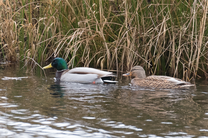 20170103-wildeeenden