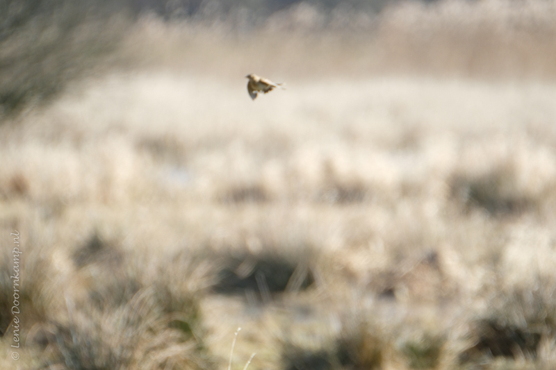 20170224-veldleeuwerik