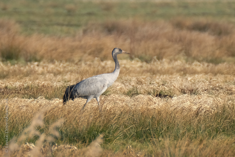 20170316-kraanvogel-4