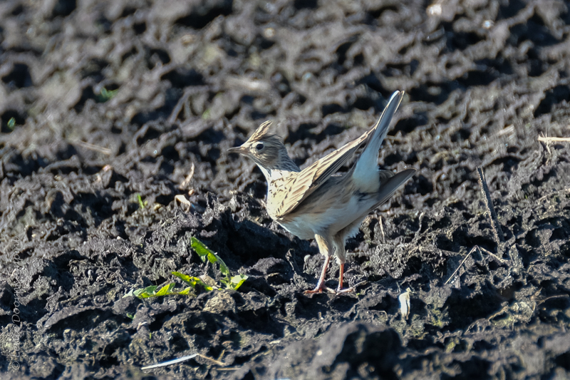 20170322-veldleeuwerik