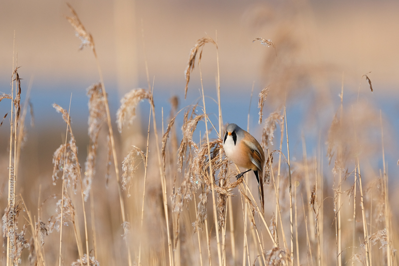 20170327-baardmannetje