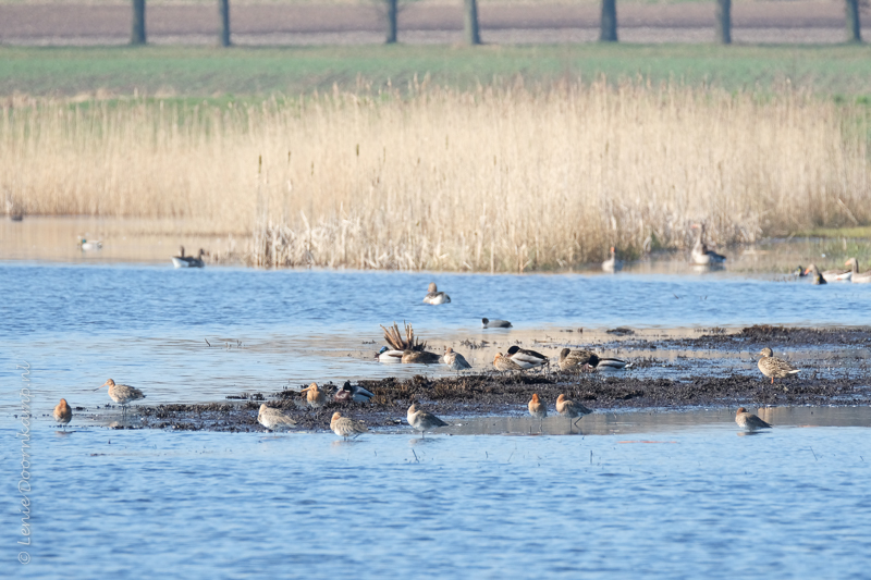 20170327-grutto