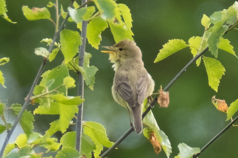 20170524-orpheusspotvogel-3