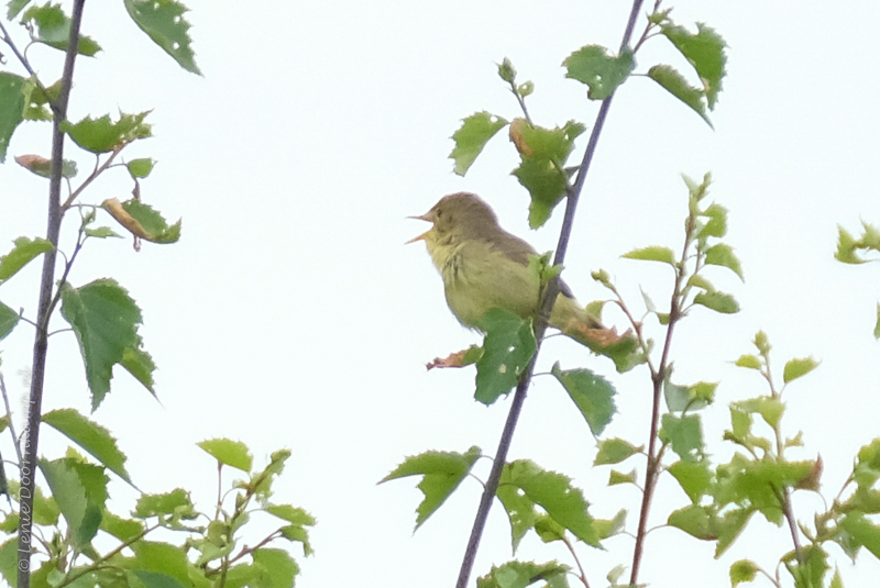 20170524-orpheusspotvogel