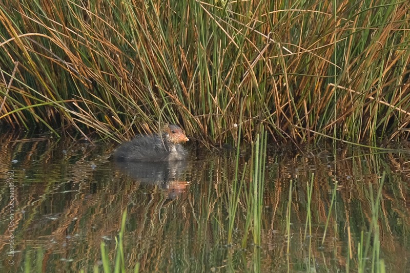 20170529-jongemeerkoet