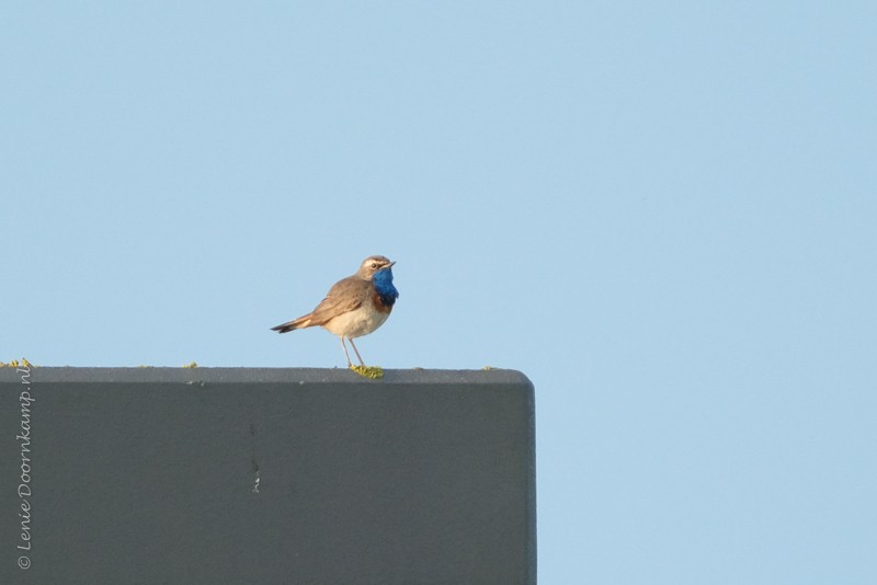 Blauwborst in het Lofargebied