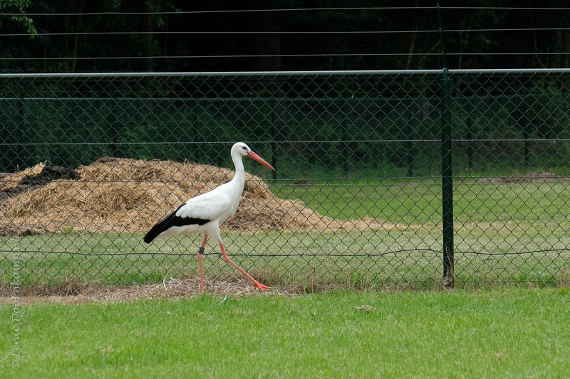 20170707-ooievaars-2