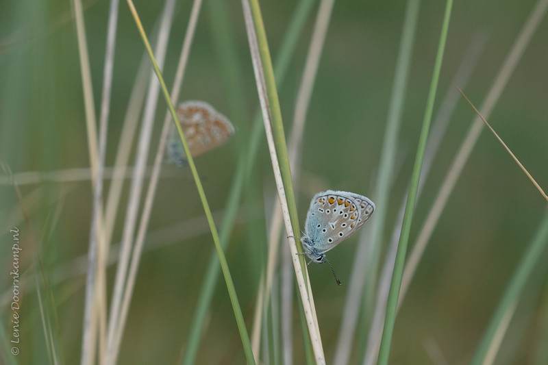 icarusblauwtjes