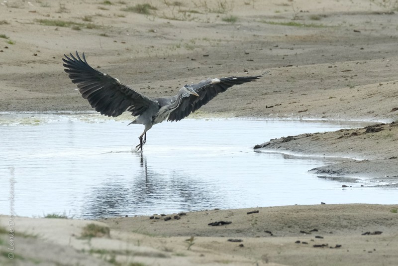 blauwe reiger