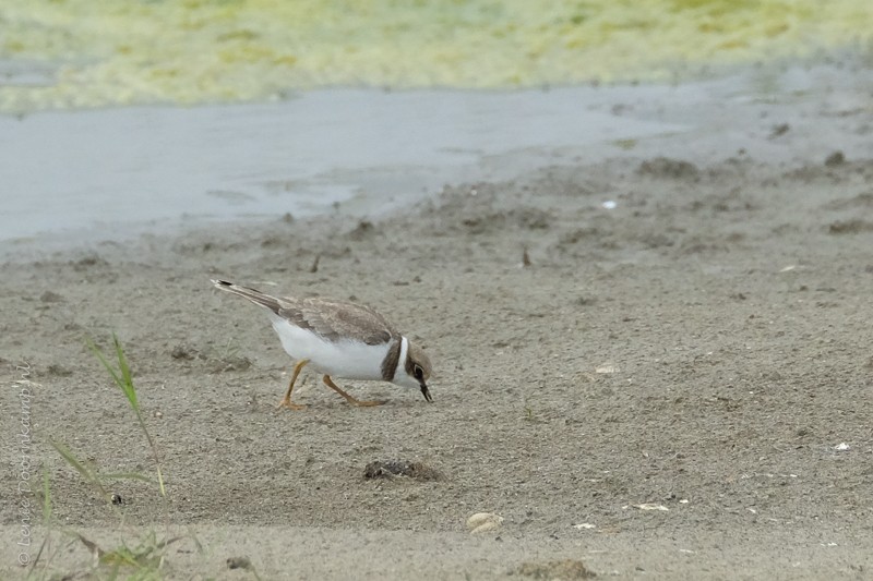 kleine strandloper