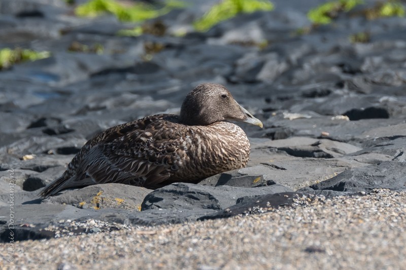 Eider